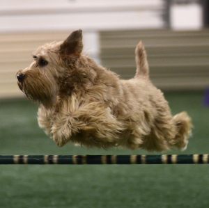 Dillon - a Soft Coated Wheaten Terrier doing what came naturally, agility