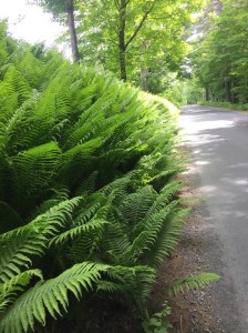 Beautiful ferns along the country road outside Woodstock